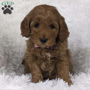 Bouquet, Mini Goldendoodle Puppy